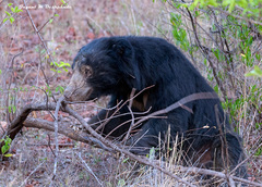 Melursus ursinus ursinus