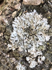 Phaeophyscia orbicularis