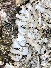 Phaeophyscia orbicularis