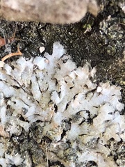 Phaeophyscia orbicularis