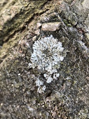 Phaeophyscia orbicularis