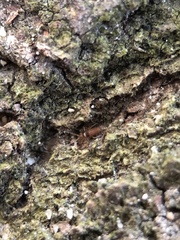 Entomobrya nigrocincta