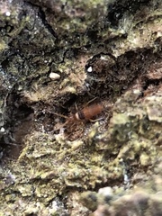 Entomobrya nigrocincta