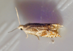 Epinotia solicitana