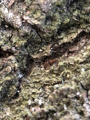 Entomobrya nigrocincta