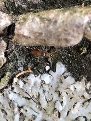 Entomobrya nigrocincta