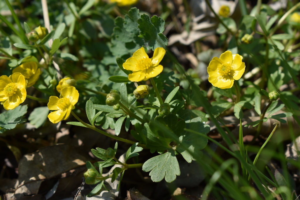 Ranunculus franchetii; photograph (c) Repina Tatyana, some rights reserved (CC BY)