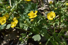 Ranunculus franchetii