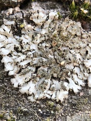 Phaeophyscia orbicularis