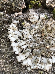 Phaeophyscia orbicularis