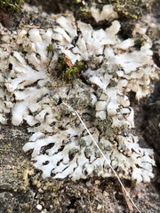 Phaeophyscia orbicularis