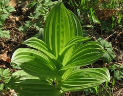 Veratrum album