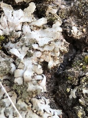 Phaeophyscia orbicularis