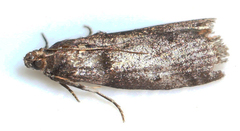 Sciota subcaesiella