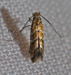 Cameraria caryaefoliella