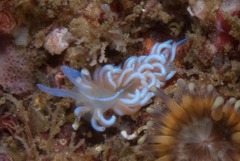 Phyllodesmium horridum