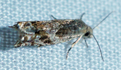 Epinotia solicitana