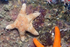 Callopatiria formosa