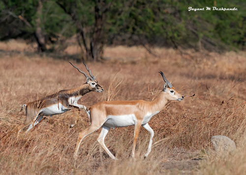 Blackbuck