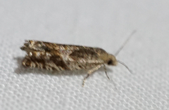Epinotia solicitana