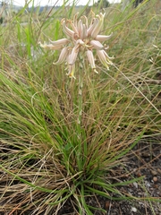 Aloe myriacantha