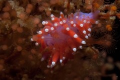 Paraflabellina funeka