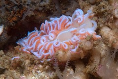 Phyllodesmium horridum
