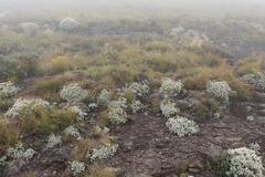 Helichrysum sutherlandii