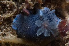 Dendrodoris caesia