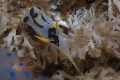 Polycera sp-c