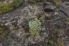 Helichrysum sutherlandii