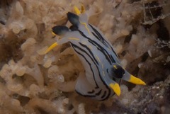 Polycera sp-c