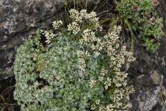 Helichrysum sutherlandii