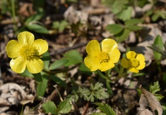 Ranunculus franchetii