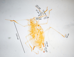 Aphis sedi