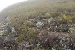 Helichrysum sutherlandii