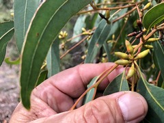 Eucalyptus dealbata