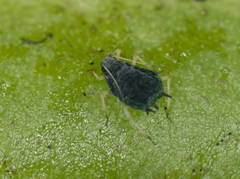 Aphis sedi