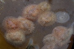 Corambe sp-a
