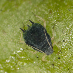 Aphis sedi