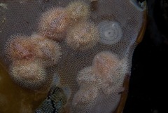 Corambe sp-a