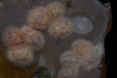 Corambe sp-a