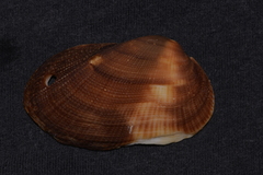 Barbatia amygdalumtostum