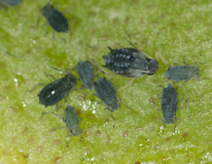 Aphis sedi