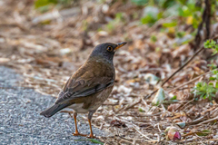 Turdus pallidus