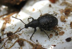 Otiorhynchus tristis