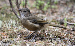 Pachycephala olivacea