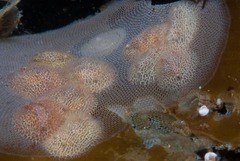 Corambe sp-a