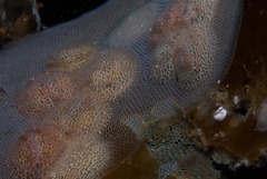 Corambe sp-a