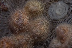 Corambe sp-a